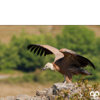 گونه کرکس Eurasian Griffon Vulture